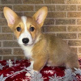 Green Female - Sable female Pembroke Welsh Corgi puppy in Mcarthur, Ohio from Bentley Corgis LLC