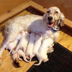 English Setter Puppies from Classic Setters