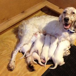 English Setter Puppies from Classic Setters