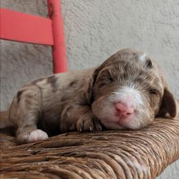 Kodiak (Bear) - Brown merle male Aussiedoodle puppy in Tucson, Arizona from Ever After Doodles Arizona