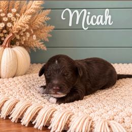 Boy 4 - Chocolate male Goldendoodle puppy in Charlotte, North Carolina from Hopeful Heart Doodles