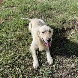Golden Retriever puppies from 3 Gun Retrievers
