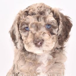Sully - Australian Labradoodle