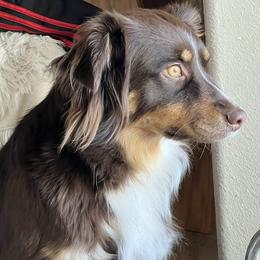 Molly - Australian Shepherd