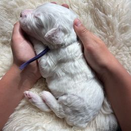 Butter (female) - female Sheepadoodle puppy in Vernonia, Oregon from Life Unleashed Farm