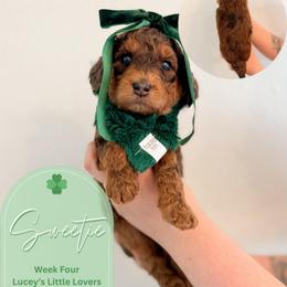Sweetie - Merle female Goldendoodle puppy in California City, California from Summer Sun Doodles