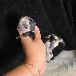 Li Shang - Blue merle male Pomeranian puppy in Smithville, Texas from Lafary Poms