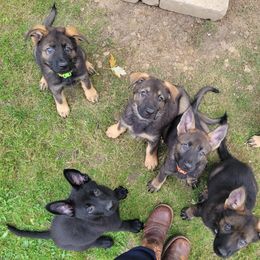 German Shepherd and Pembroke Welsh Corgi Puppies from J&R Shepherds & Corgis