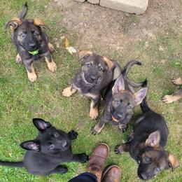 German Shepherd and Pembroke Welsh Corgi Puppies from J&R Shepherds & Corgis