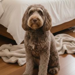 Sadie - Springerdoodle