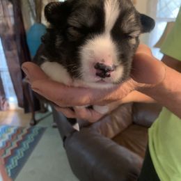 Siberian Husky Puppies from TRUHUSKY SIBERIANS