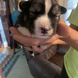 Siberian Husky Puppies from TRUHUSKY SIBERIANS