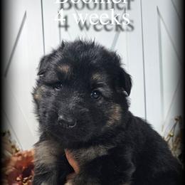 Boomer - Black and red male German Shepherd puppy in Sequim, Washington from German Shepherd Haus