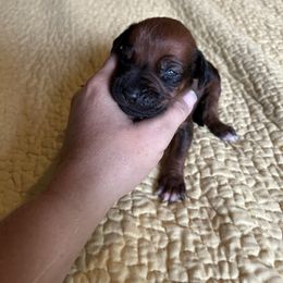 Blue - Rd whtn blk nose male Rhodesian Ridgeback puppy in Ocala, Florida from DogWood Kennels
