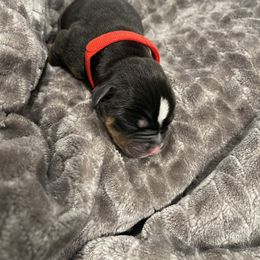 Bulldog Puppies from Bay Area Bulldogs