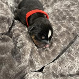 Bulldog Puppies from Bay Area Bulldogs