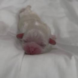 Cicada Wing - White male Shih Tzu puppy in Cedar Hill, Texas from Puppy Paper House
