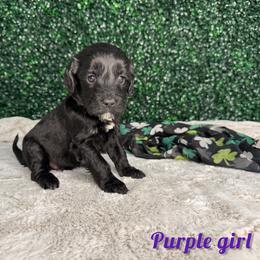 Purple girl - Black and white female Bernedoodle puppy in Modesto, California from Two Doods Doodles