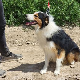 Fore (Forecast) - Border Collie puppy in Avondale, Colorado from JiJin Kennels