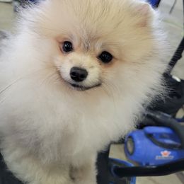 Keeshond and Pomeranian Puppies from Vivid Keeshond and poms