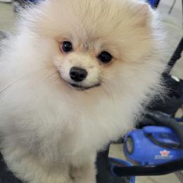 Keeshond and Pomeranian Puppies from Vivid Keeshond and poms