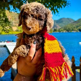 Hermione - Red merle female Aussiedoodle puppy in Upper Lake, California from Redwood Aussiedoodles