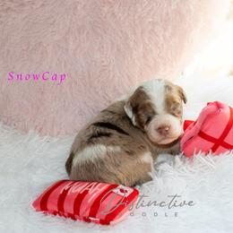 Snow Cap - Red merle female Aussiedoodle puppy in Kennesaw, Georgia from Distinctive Doodle