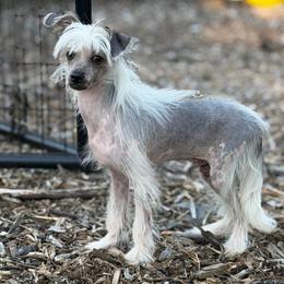 Hairless boy - Black and white male Chinese Crested puppy in Capac, Michigan from Puddles Palace Puppies