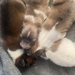 Shetland Sheepdog puppies from Clark Kennel Shelties