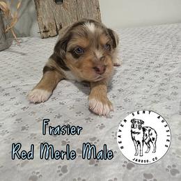 Ferrel - Black tri male Miniature Australian Shepherd puppy in Jaroso, Colorado from Heaven Sent Aussies