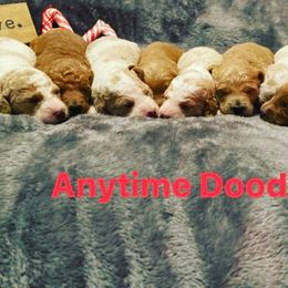 Goldendoodles from Anytime Doodles
