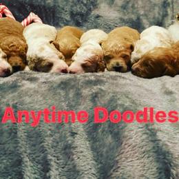 Goldendoodles from Anytime Doodles