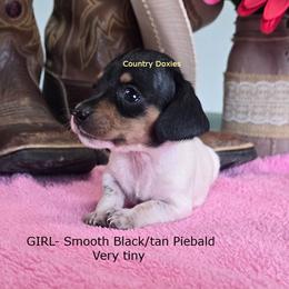 Pi girl - Piebald female Dachshund puppy in Cedar City, Utah from Country Doxies