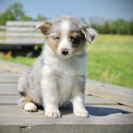 Australian Shepherd Puppies from Real McCoy Australian Shepherds