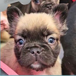 Jock - Fawn male French Bulldog puppy in Elberton, Georgia from Ioney's Southern Paws Shelties, Frenchies, and Yorkies
