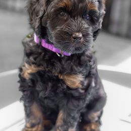 Australian Labradoodle Puppies from Providence Labradoodles, LLC