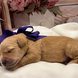 Peanut - Cream male Goldendoodle puppy in The Woodlands, Texas from Gracie's Goldendoodles and Bernedoodles