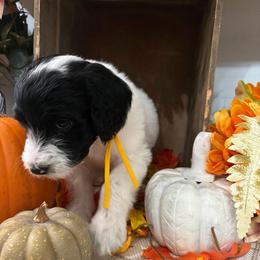 Gourd - Black and white male Bernedoodle puppy in Gilbert, Arizona from The Berne Barn... it’s a Doodle thing!