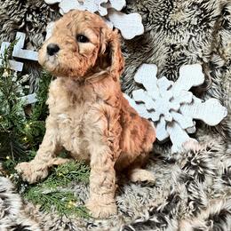 Denim - Red  male Goldendoodle puppy in Placerville, California from New Dawn Poodles and Doodles