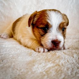 German Shorthaired Pointer and Russell Terrier Puppies from Charnobragan Acres