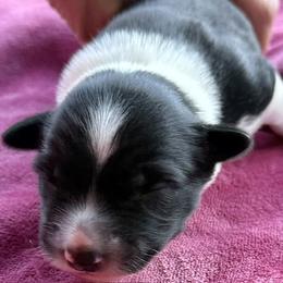 Boy 2 - Black and white male Border Collie puppy in East Ellijay, Georgia from Nine Peaks Border Collies