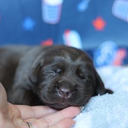 Oakley - Chocolate male Labrador Retriever puppy in Williamston, South Carolina from Dutton Dog Co & Dalla Grazia Doberman