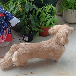 Oakley - Cream male Dachshund puppy in Howell, Michigan from Em-Me's Royal 'n Loyal Dachshunds