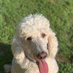 Saint Berdoodles from The Furry Farmhouse