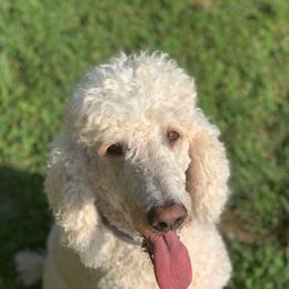 Saint Berdoodles from The Furry Farmhouse