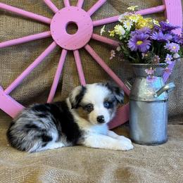 Blue Merle Female - Blue merle female Miniature American Shepherd puppy in Cowlitz County, Washington from Pleasant Woods Miniature American Shepherds