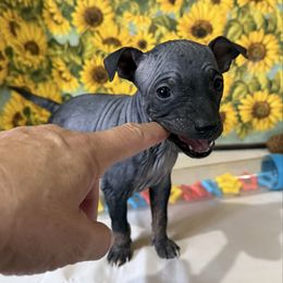 Zaza - Black female American Hairless Terrier puppy in Buckingham, Illinois from Gaus Hof