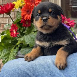 Vricilla vom Blaurasen - Black and mahogany female Rottweiler puppy in Burlington, Kentucky from vom Blaurasen Rottweilers