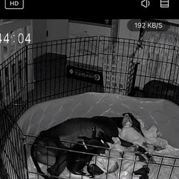 Golden Retriever and Greyhound Puppies from K and E Kennels