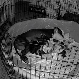 Golden Retriever and Greyhound Puppies from K and E Kennels